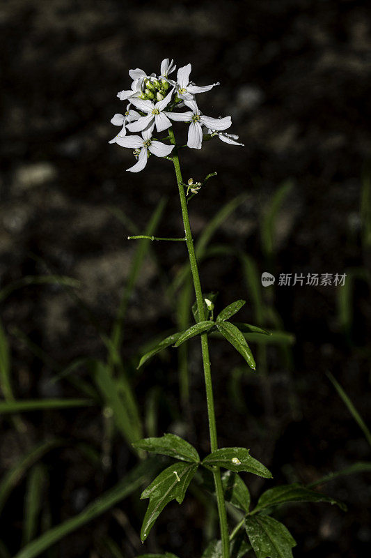 Cardamine california, Milkmaids，也叫denaria california，是一种花椰菜科植物，杰迪戴亚史密斯红木州立公园;